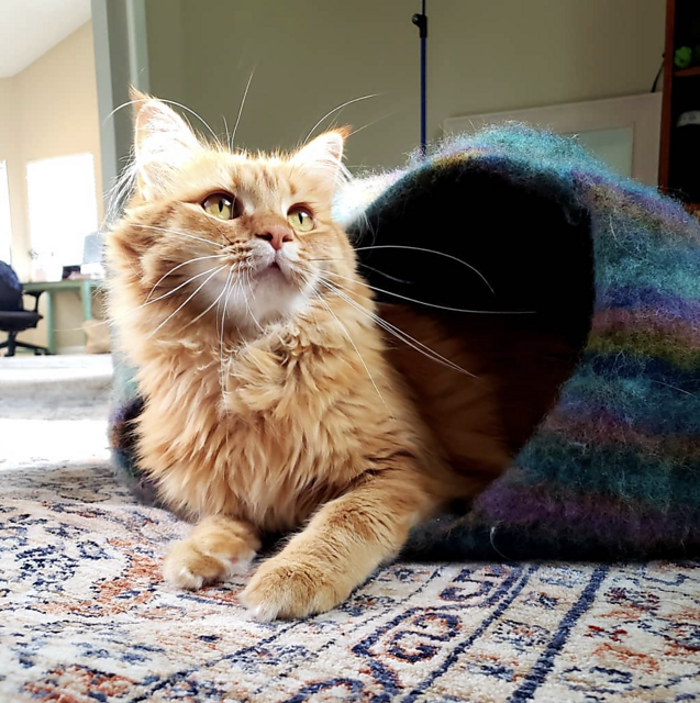 Cat Cocoon